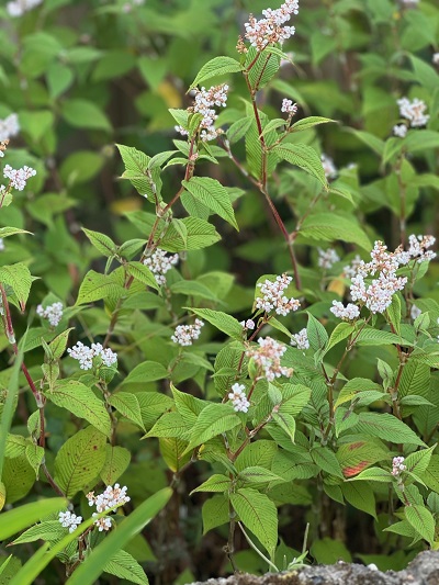 Persicaria campanulata